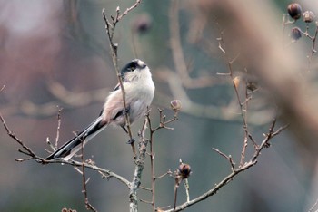 Long-tailed Tit Unknown Spots Unknown Date