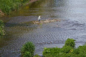 2020年5月28日(木) 長流川の野鳥観察記録