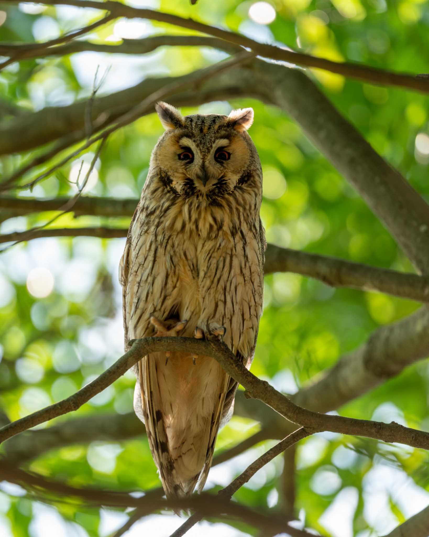 群馬県 トラフズクの写真 by bow_wow.69chan