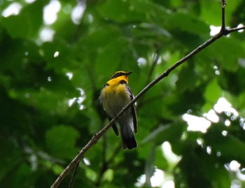 Narcissus Flycatcher 八王子城址 Wed, 5/27/2020