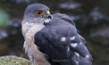 Japanese Sparrowhawk 東京都多摩地域 Sat, 6/1/2019