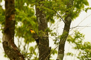 Narcissus Flycatcher 静岡県 Wed, 5/20/2020