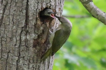 Grey-headed Woodpecker 大沼公園(北海道七飯町) Sat, 6/16/2018