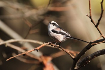 Long-tailed Tit Unknown Spots Unknown Date