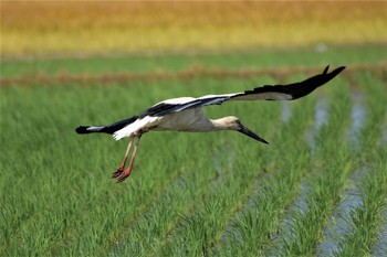 コウノトリ 渡良瀬遊水地 2020年5月28日(木)