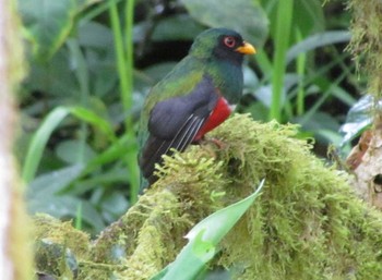 Masked Trogon エクアドル　ミンド Sat, 7/16/2011