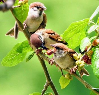 Eurasian Tree Sparrow Unknown Spots Mon, 5/25/2020