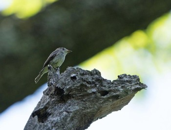 コサメビタキ 場所が不明 撮影日未設定