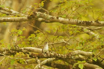 Asian Brown Flycatcher 静岡県 Wed, 5/20/2020