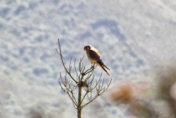 American Kestrel エクアドル　ミンド Mon, 7/18/2011