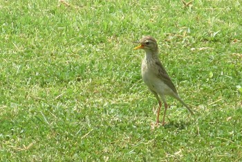 Paddyfield Pipit パタヤ Fri, 5/29/2020