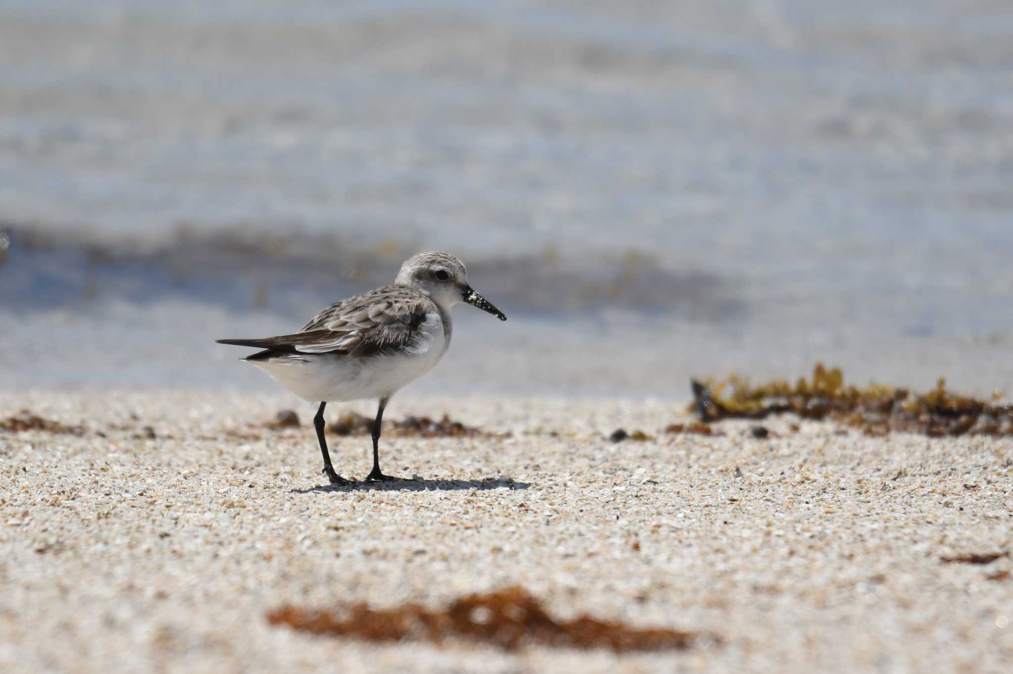 Photo of Red-necked Stint at Iron Range National Park by あひる