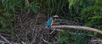 2020年5月4日(月) 八王子浅川の野鳥観察記録