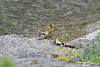 カワラヒワ 中島公園 撮影日未設定