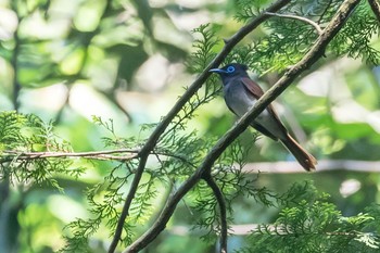 サンコウチョウ 東京都 2020年5月29日(金)