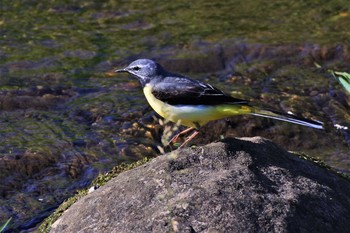 Grey Wagtail 新潟市 Fri, 5/29/2020