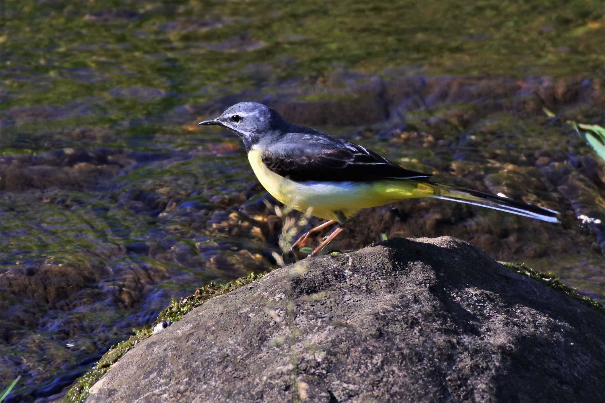 Photo of Grey Wagtail at 新潟市 by ひたきや