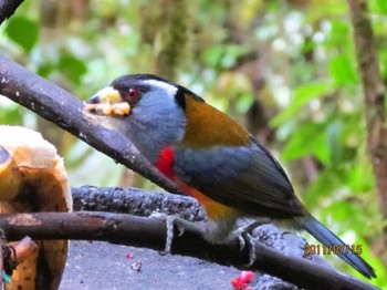 Toucan Barbet エクアドル Sat, 7/16/2011