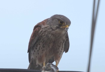 Common Kestrel 羽曳野 Sat, 5/30/2020