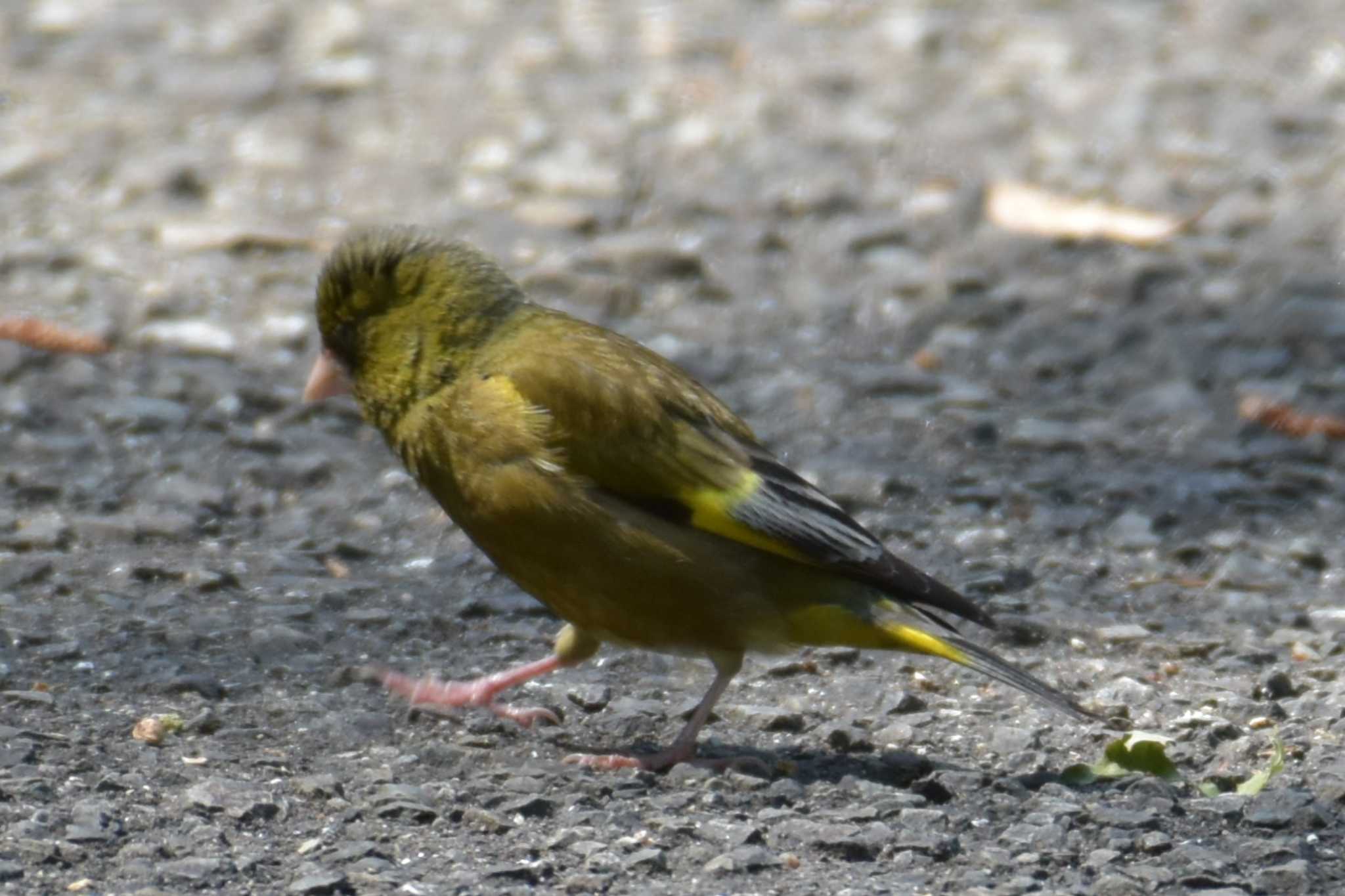 再度公園 カワラヒワの写真 by Shunsuke Hirakawa