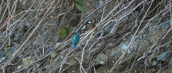 Common Kingfisher 八王子浅川 Mon, 5/4/2020