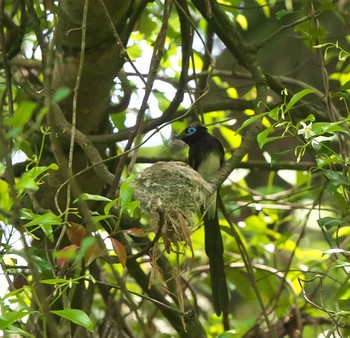 サンコウチョウ 場所が不明 2020年5月28日(木)