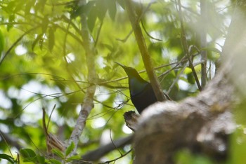 2019年10月17日(木) アイアンレンジ国立公園の野鳥観察記録