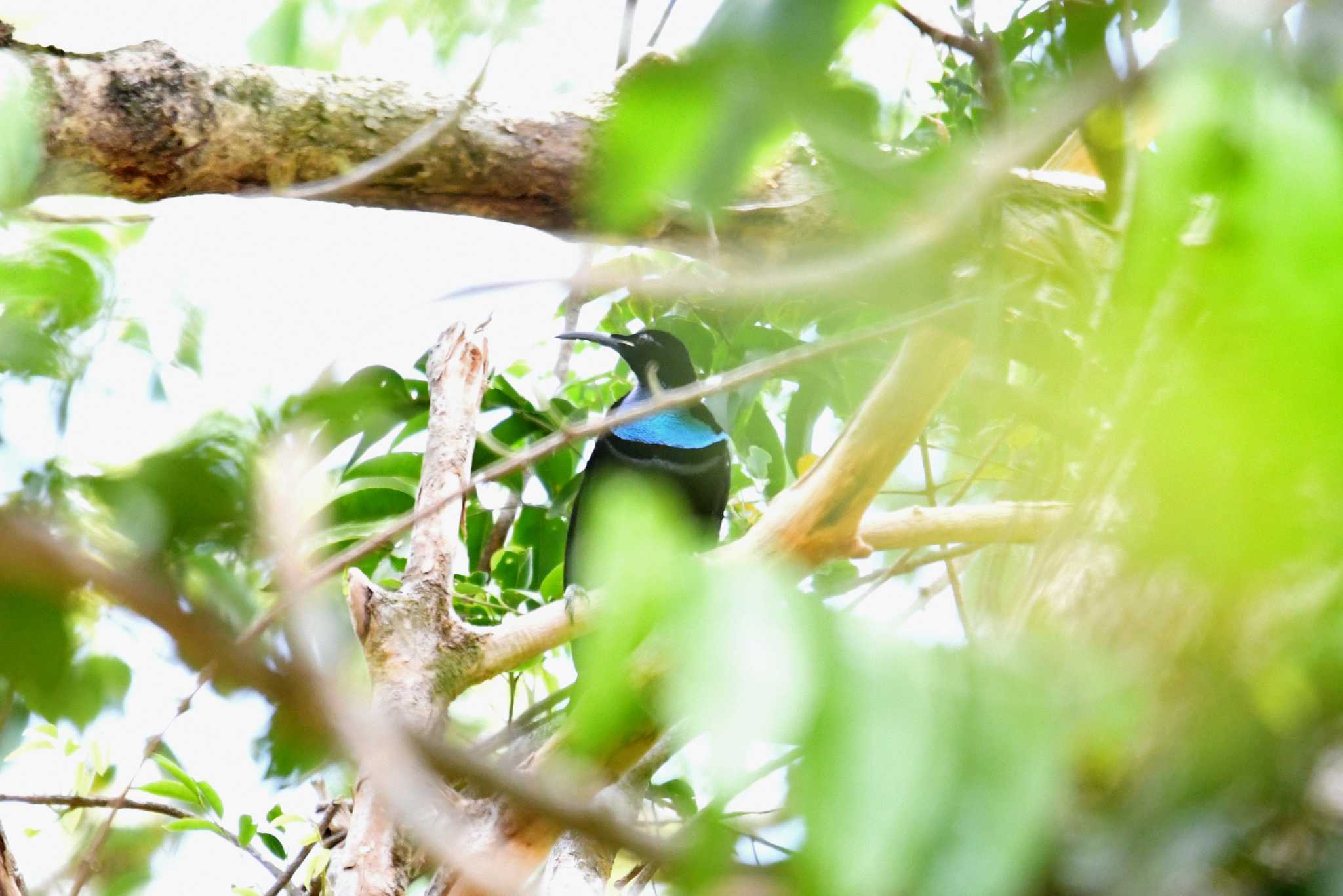 Photo of Magnificent Riflebird at Iron Range National Park by あひる