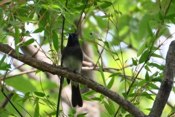 サンコウチョウ 葛西臨海公園 2020年5月30日(土)