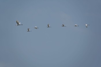 2020年5月30日(土) 葛西臨海公園の野鳥観察記録