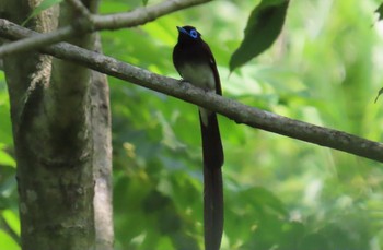 Black Paradise Flycatcher Hayatogawa Forest Road Sat, 5/30/2020