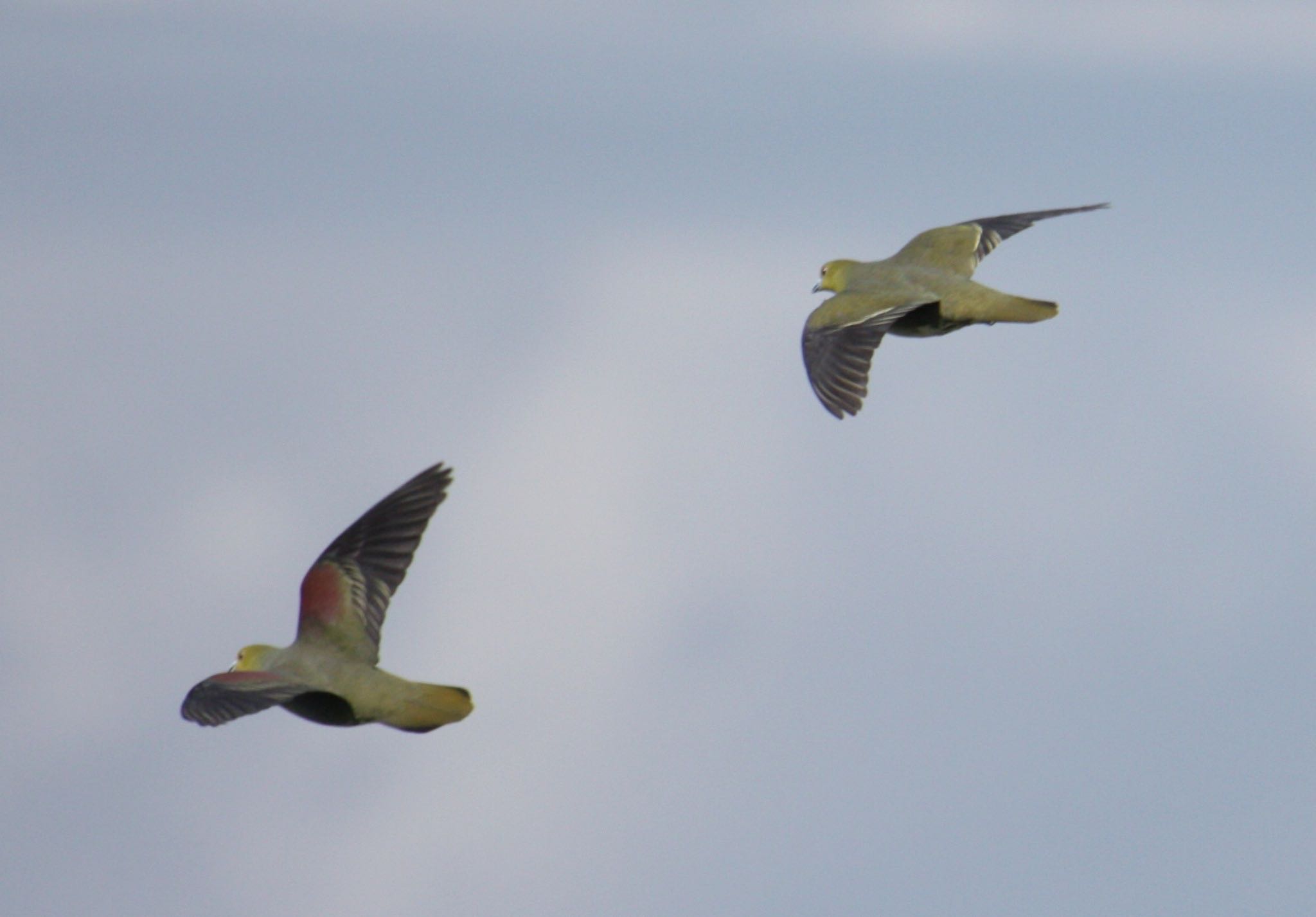 White-bellied Green Pigeon