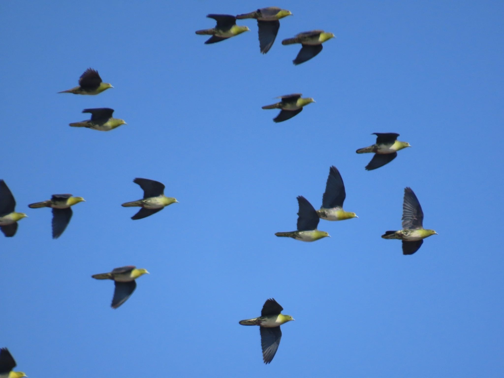 White-bellied Green Pigeon