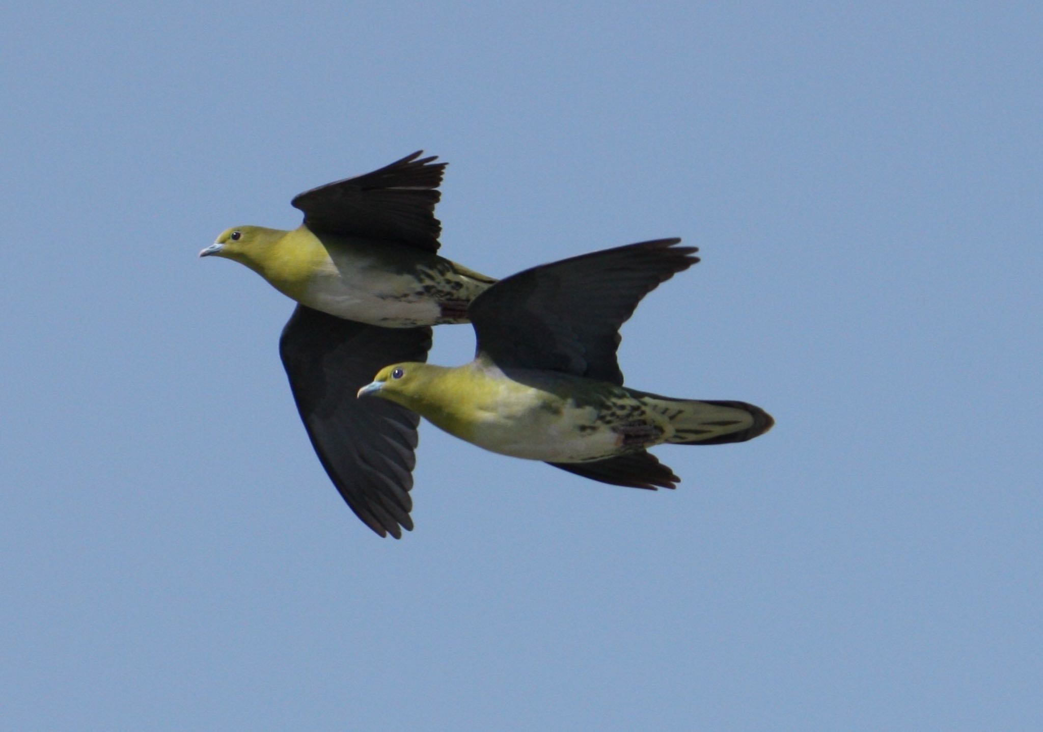 White-bellied Green Pigeon