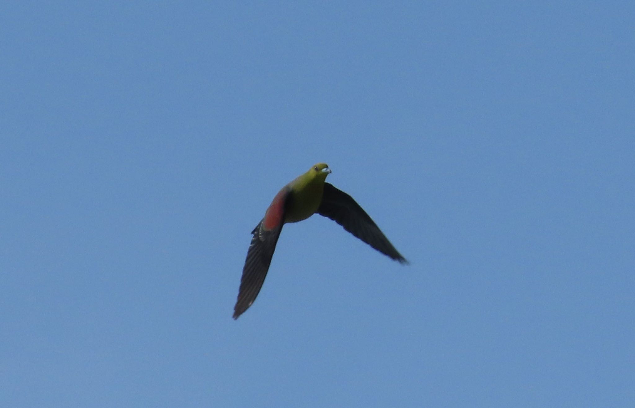 Photo of White-bellied Green Pigeon at Terugasaki Beach by ぽぽぽ