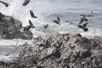 White-bellied Green Pigeon Terugasaki Beach Sun, 5/24/2020