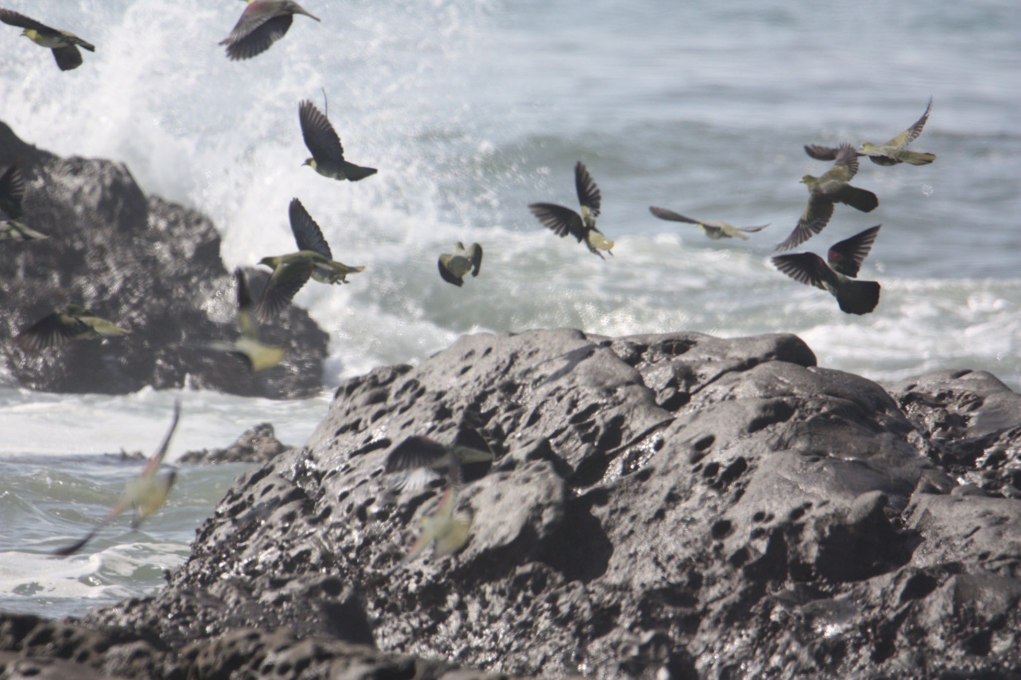 Photo of White-bellied Green Pigeon at Terugasaki Beach by ぽぽぽ