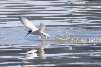 Little Tern 多摩川 Sun, 5/17/2020