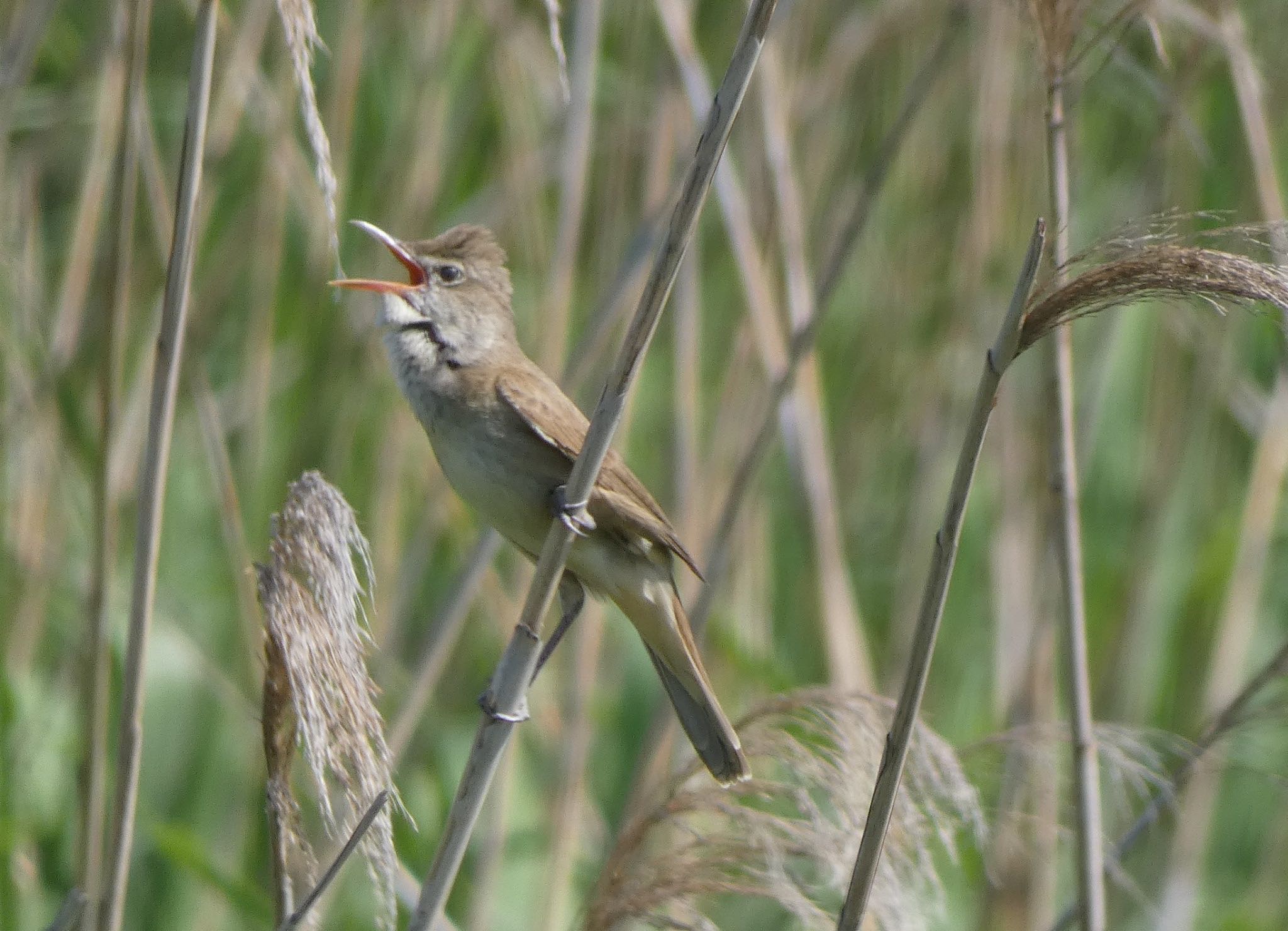 Photo of Oriental Reed Warbler at 多摩川 by ぽぽぽ