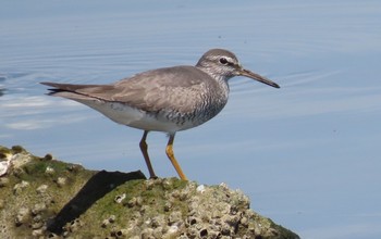 Grey-tailed Tattler 多摩川 Sun, 5/17/2020