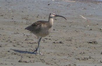 Eurasian Whimbrel 多摩川 Sun, 5/17/2020