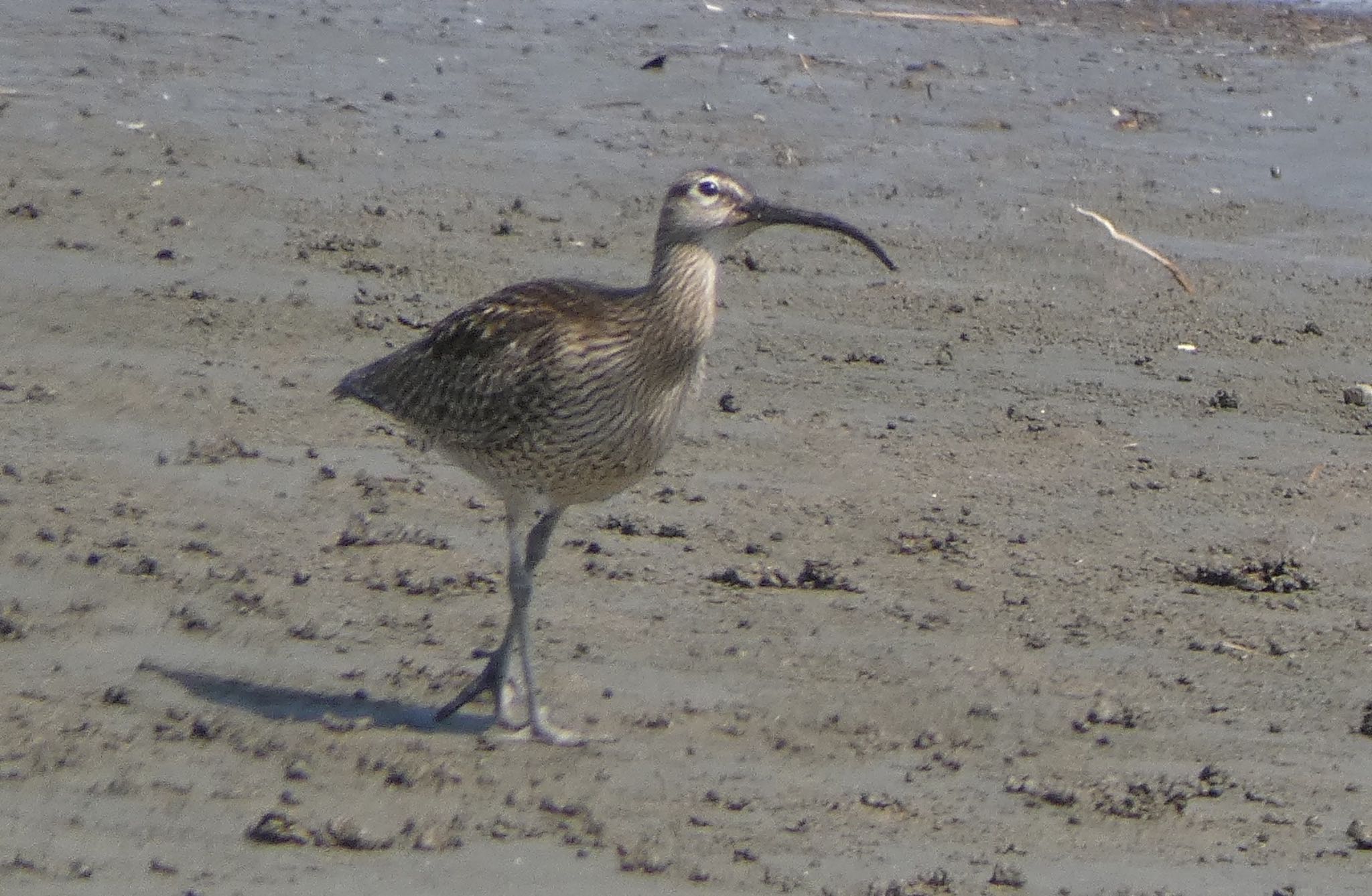 Eurasian Whimbrel