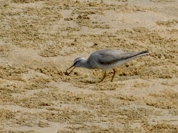 2020年5月30日(土) 安濃川河口の野鳥観察記録