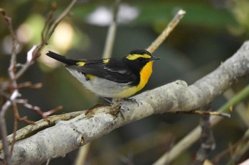 2020年5月30日(土) 支笏湖野鳥の森の野鳥観察記録