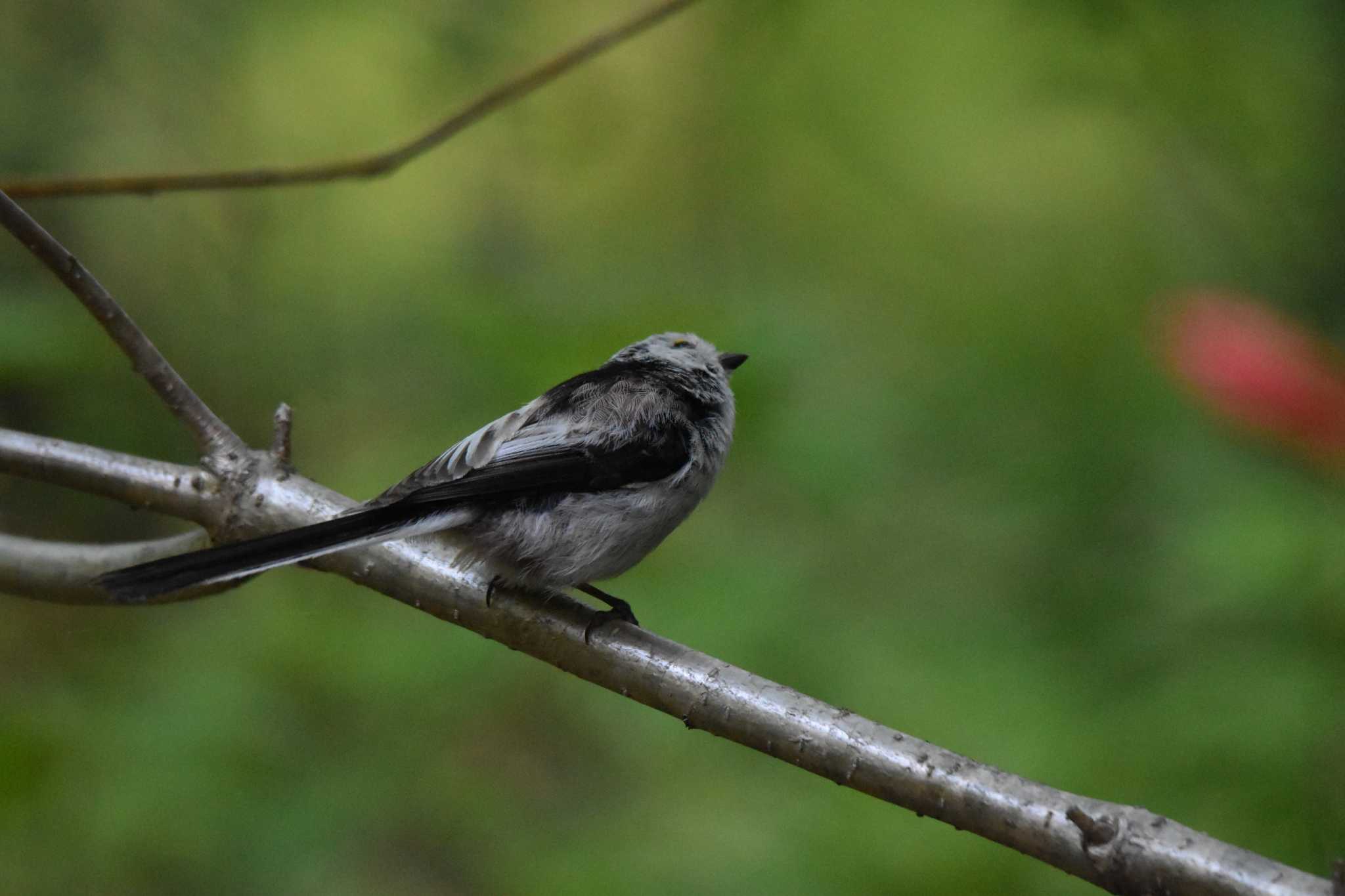 Long-tailed tit(japonicus)