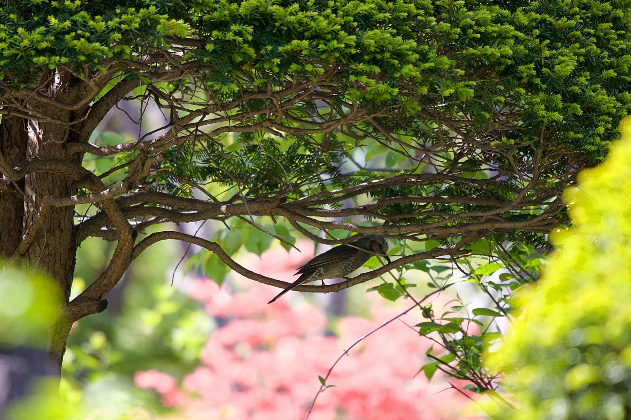 Photo of Brown-eared Bulbul at 有珠善光寺自然公園 by たっきー