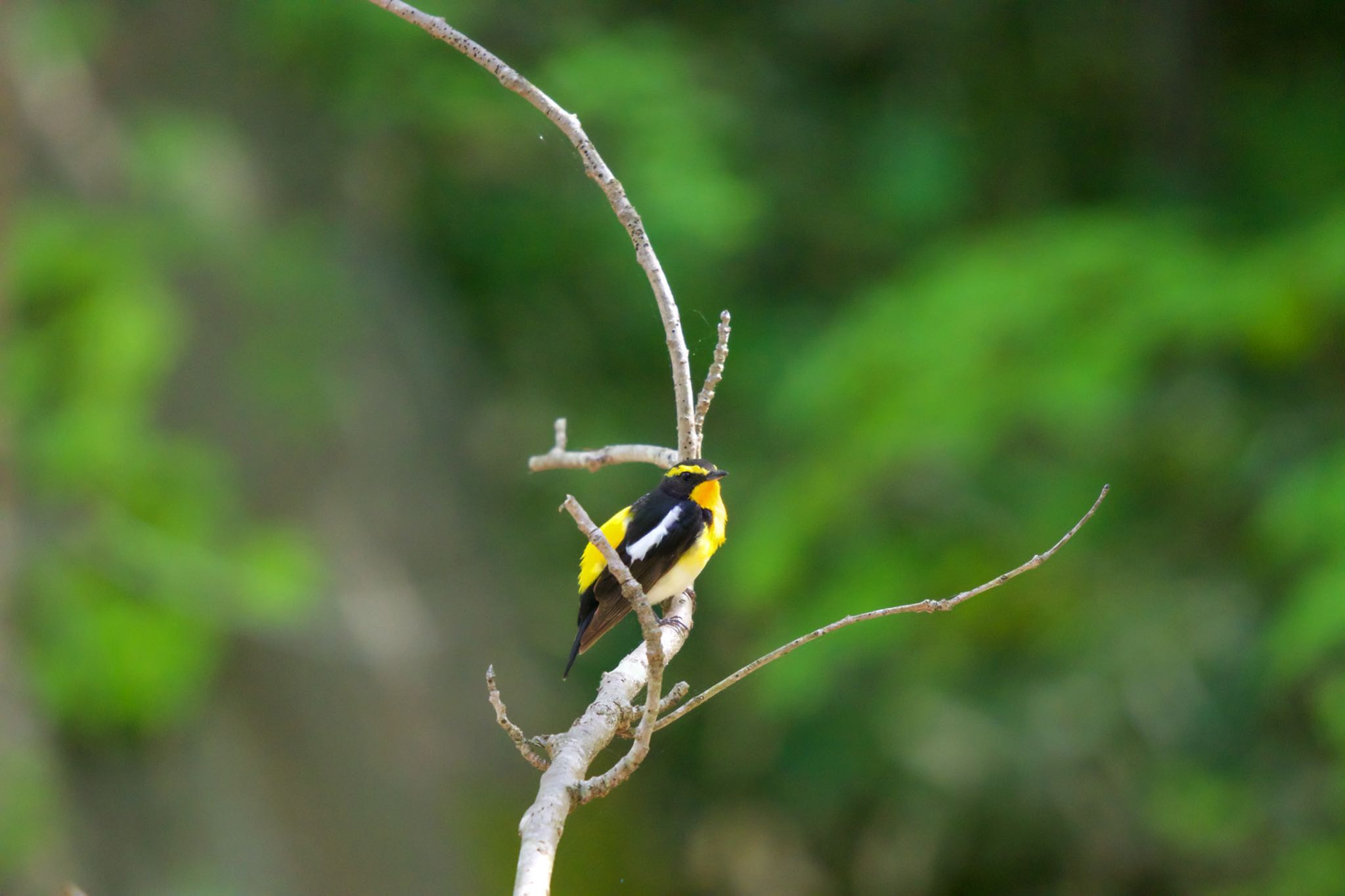 Photo of Narcissus Flycatcher at 有珠善光寺自然公園 by たっきー