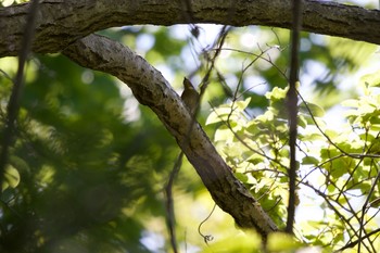 Fri, 5/29/2020 Birding report at 有珠善光寺自然公園