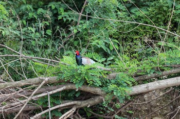 Green Pheasant 八王子浅川 Sat, 5/30/2020