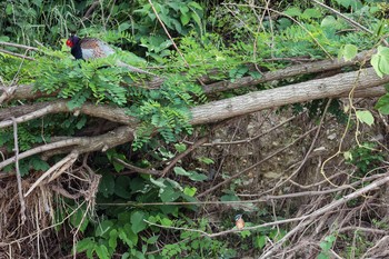 Common Kingfisher 八王子浅川 Mon, 5/4/2020